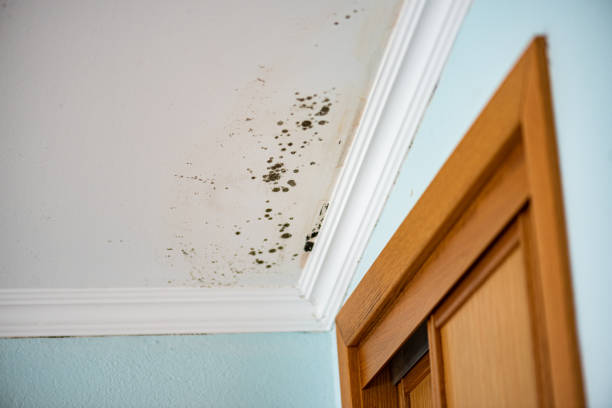 Best Emergency Mold Removal  in Conley, GA