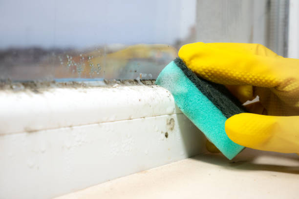 Best Commercial Mold Removal  in Conley, GA