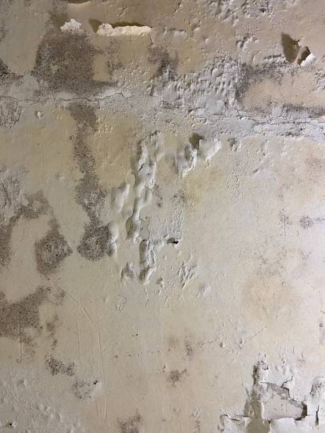 Best Mold Testing and Removal  in Conley, GA
