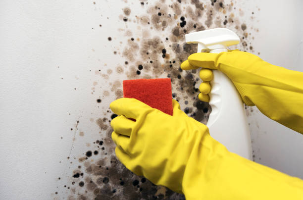 Best Office Mold Removal Services  in Conley, GA
