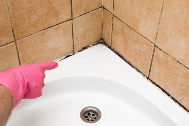 Best Affordable Mold Removal  in Conley, GA